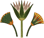 SAMAYA HEALING